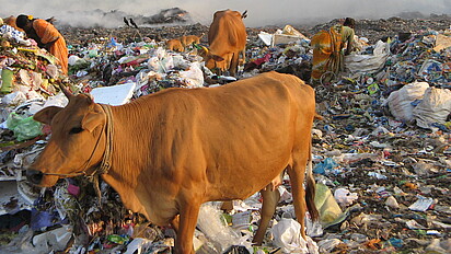 Kühe stehen auf einer Müllkippe in Indien.